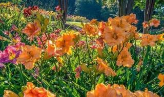 椿萱并茂是什么意思 椿萱并茂是什么意思